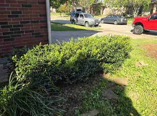 Bush Trimming by Hugo Melgar for Kaitlin W. in Missouri City, TX