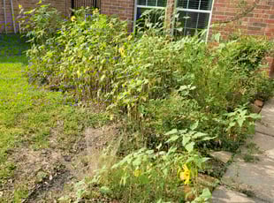 Weeding by Gladis Carcamo for Jingwei L. in Richmond, TX