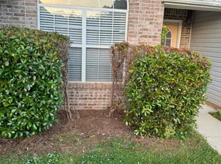 Bush Trimming by Derek Garcia for Tavish M. in McDonough, GA