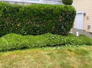 Cleanups by Queen Ayres for Tehmina A. in Redmond, WA