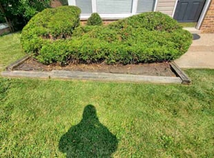 Bush Trimming by Eduardo Flores for Marcus M. in Chicago, IL