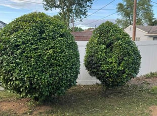 Bush Trimming by Elijah Brown for Leandra M. in Willingboro, NJ