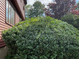 Bush Trimming by Brandon Clements for Alfred K. in Manchester, CT