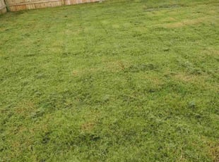 Teresa S.'s Lawn Care service result