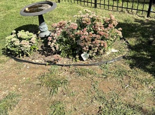 Bush Trimming by Caree Keith for Joseph M. in Washington, DC
