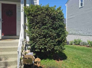 Bush Trimming by Brian Franz for Shahab A. in Centreville, VA
