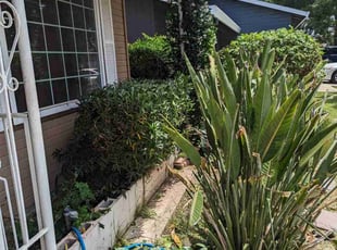 Bush Trimming by Robert Miller for Aldrema J. in Stockton, CA