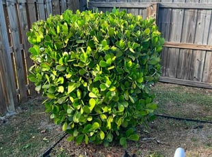 Bush Trimming by Chris Hollis for Sam K. in Palm Bay, FL