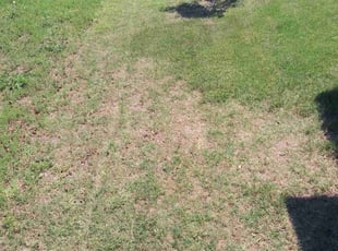 Bush Trimming by Jamie Thompson for Ingrid R. in Norman, OK