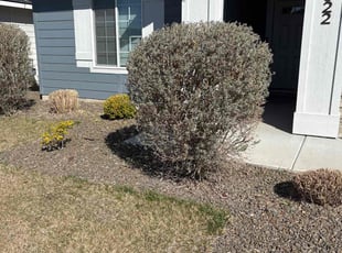 Bush Trimming by Tim Root for Kyra L. in Star, ID