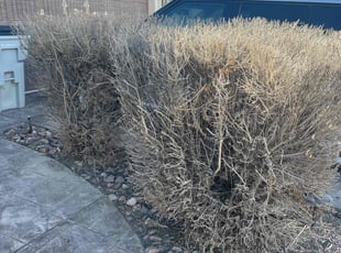 Bush Trimming by Arturo Lopez for Patrick R. in El Paso, TX