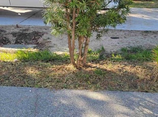 Bush Trimming by Robert : for Lawrence C. in Gretna, LA