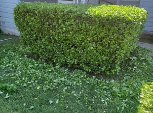 Bush Trimming by Kevin (Jesus) Valencia for Daryl J. in McKinney, TX