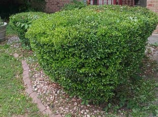 Bush Trimming by Virgil Greene for Karen F. in Jonesboro, GA