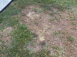 Aeration by Cheryl Badger for Stacey C. in Dunedin, FL