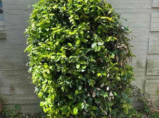 Bush Trimming by Claude Tillery for LaVonne M. in Charleston, SC