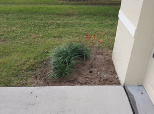 Weeding by Frank Lawrence for Rob G. in Plant City, FL