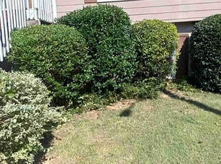 Bush Trimming by Enrique Juarez for Chiraz B. in Woodstock, GA