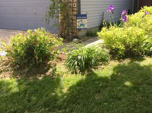 Weeding by Sean Vatter for Syeda C. in Columbus, OH