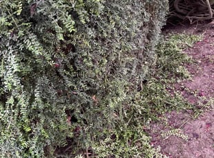 Paul B.'s Bush Trimming service result
