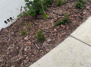 Weeding by Hanif Ibn King for Lauren L. in Lakeland, FL