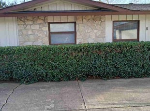 Bush Trimming by Valente Alvarado for Michael H. in Richardson, TX