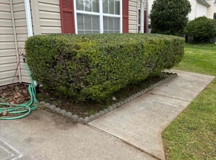Bush Trimming by Bryan Tyler for Edward B. in Williamsburg, VA