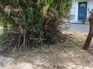 Bush Trimming by Jose Soto Escobar for Susan L. in West Palm Beach, FL