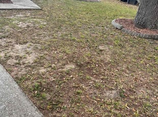 Leaf Removal by William Harvey for Elle R. in Davenport, FL
