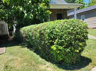 Bush Trimming by Orbin De Dios for Gail S. in Louisville, KY