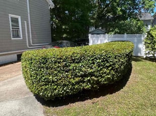 Bush Trimming by Titus Fowler for Susan J. in Norfolk, VA