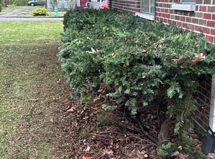 Bush Trimming by Tommie Long for David P. in Indianapolis, IN