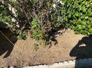 Weeding by Tyson Bland for Nancy Y. in Torrance, CA