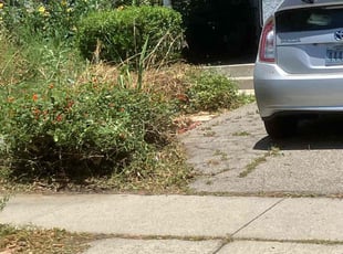 Bush Trimming by Alexander Stevenson for Harvey S. in Los Angeles, CA