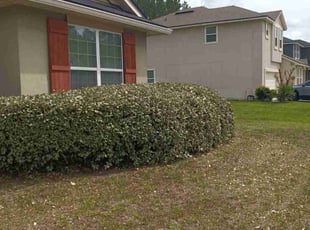 Bush Trimming by David Gipson for Clinton C. in Jacksonville, FL