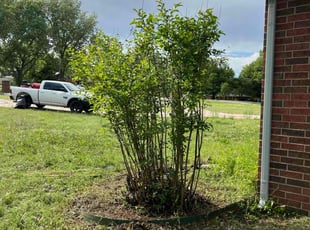 Bush Trimming by Joshua Cox for Barundi L. in Tuttle, OK