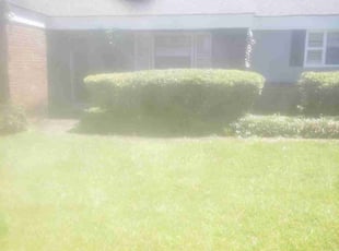 Taryn U.'s Bush Trimming service result