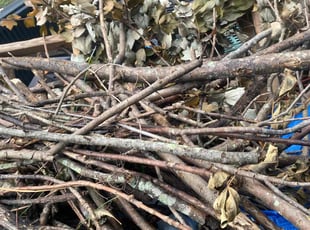 Leaf Removal by Steven Moreira for Sharon H. in Chesapeake, VA