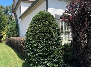 Sam B.'s Grass Cutting service result