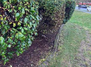Bush Trimming by Socrates Cruz GarcΓa for Bandna C. in DuPont, WA