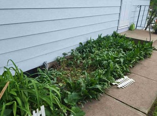 Weeding by Albert Briscoe for Bonnie D. in Columbia Heights, MN