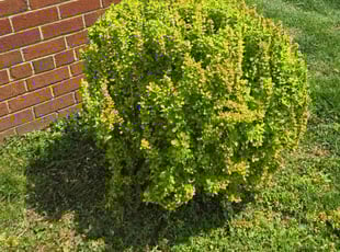 Bush Trimming by Edwin Villagran for Erick G. in Silver Spring, MD