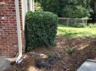David W.'s Bush Trimming service result