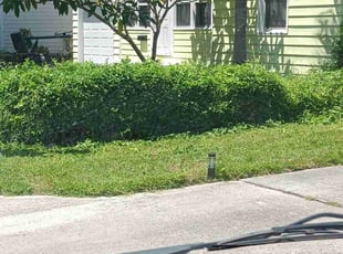 Bush Trimming by Frank Furia for Cindy B. in West Palm Beach, FL