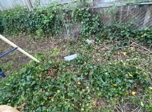 Leaf Removal by Stevo Lee for William N. in East Riverdale, MD