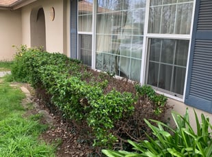 Bush Trimming by Jonathan Allen for Lawn S. in Sacramento, CA