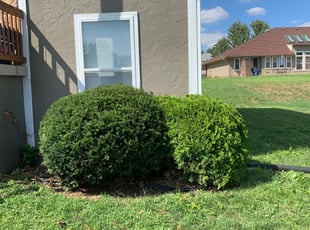 Bush Trimming by Aaron Vertreese for Lacey P. in Kansas City, MO