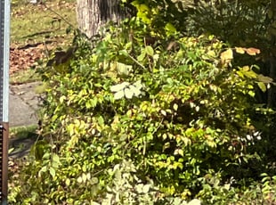Bush Trimming by Nathan Christiansen for Megan C. in Chattanooga, TN
