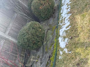 Weeding by Luis Contreras for Jeffrey C. in McCordsville, IN