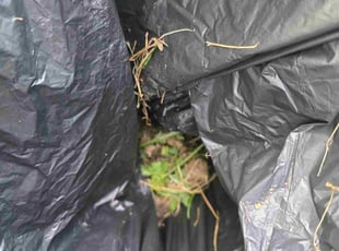 Thomas K.'s Cleanups service result